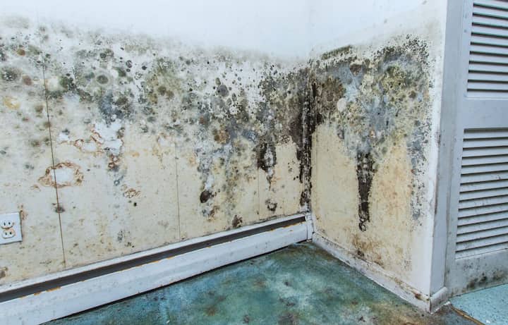 residential mold removal experts in Wailuku